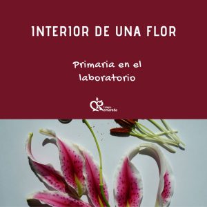 Cabecera interior flor